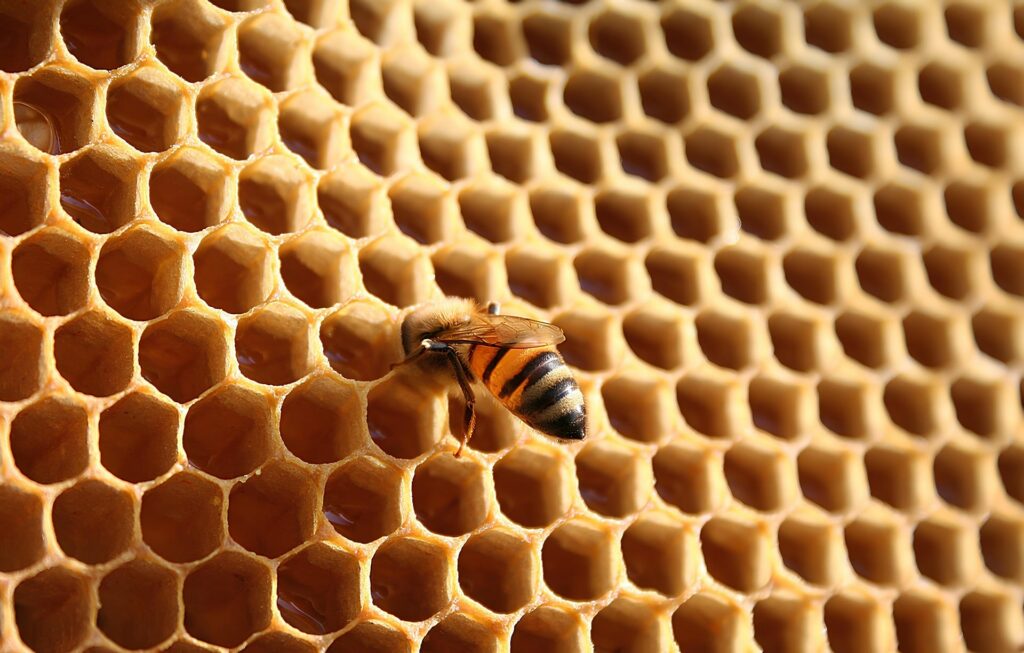 Abeilles butinant des fleurs dans un environnement naturel