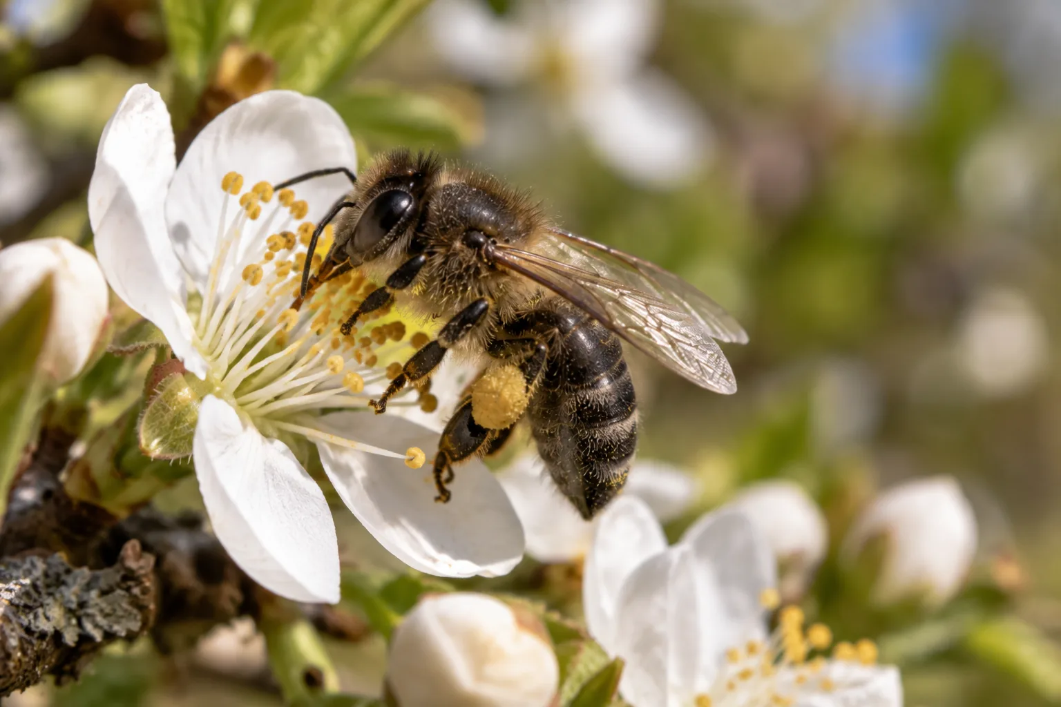 Abeille noire Apis mellifera mellifera sur une fleur