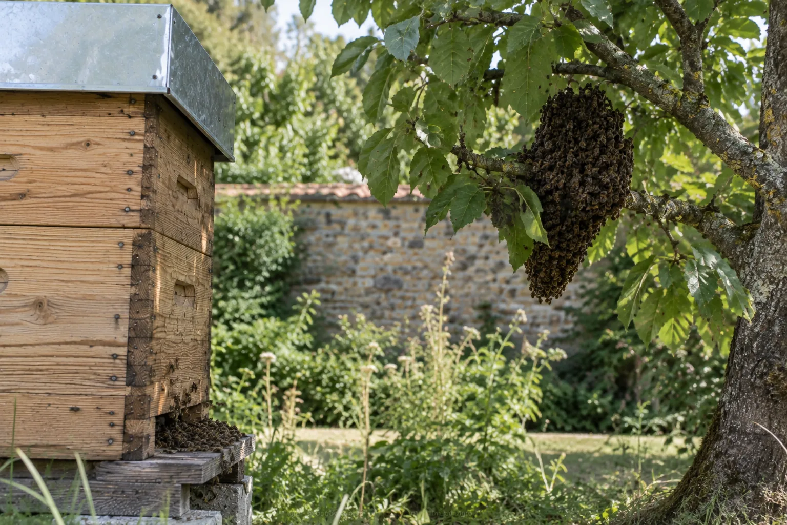 Essaim d'abeilles issu d'une colonie en ruche Warré